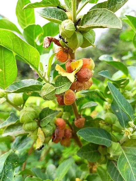 organic ashwagandha